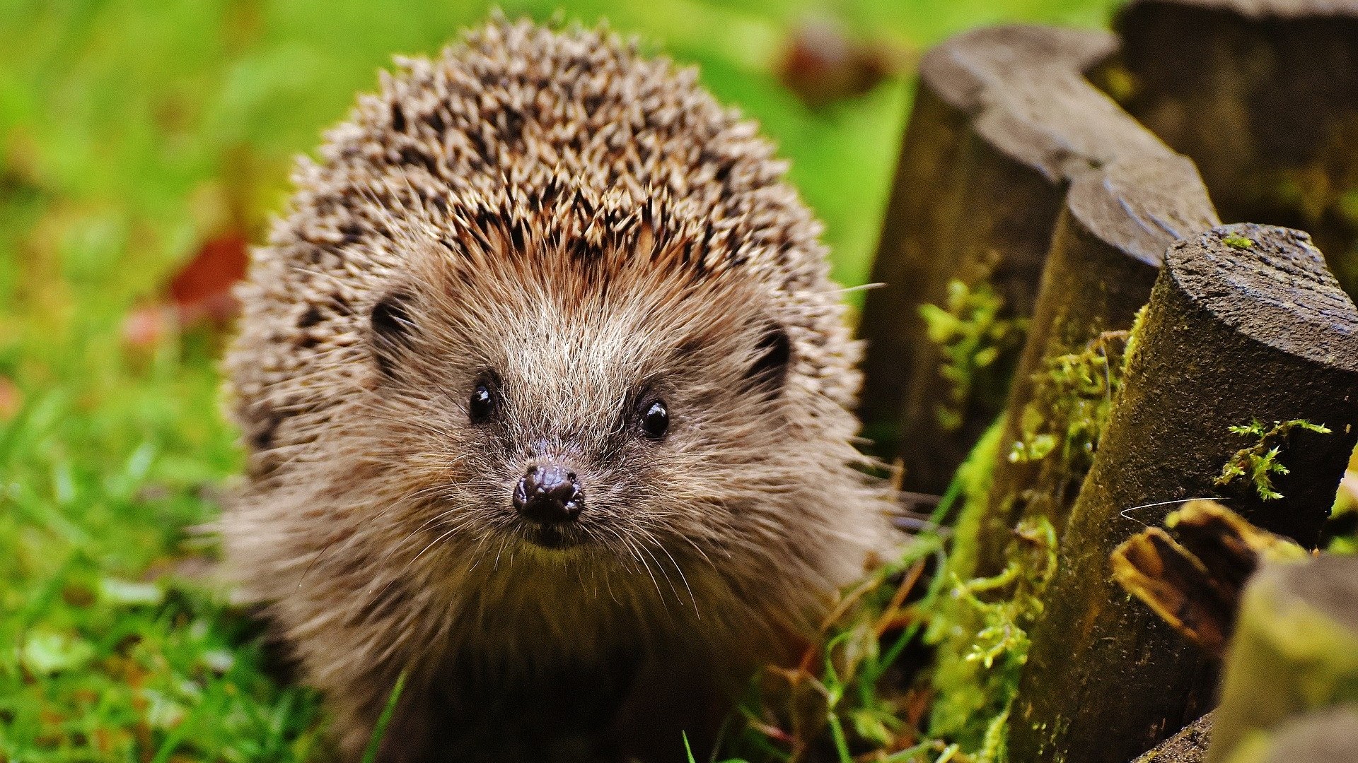 Photo of a hedgehog