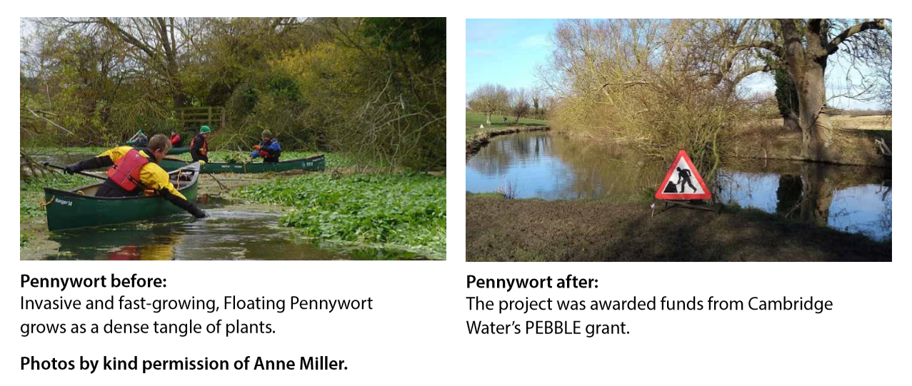 Photos showing the river before and after the work to eradicate Pennywort