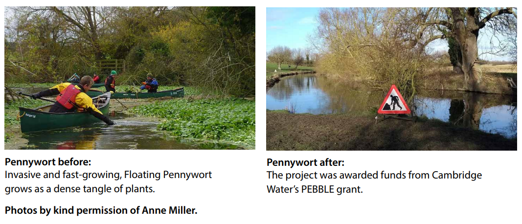 The Cam Valley Pennywort project
