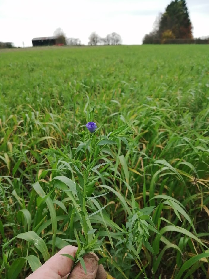 Photo of linseed and barley
