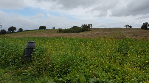 Photo of cover crops