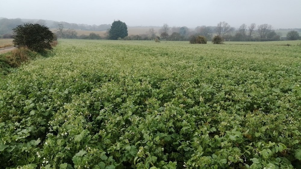 Photo of oil radish