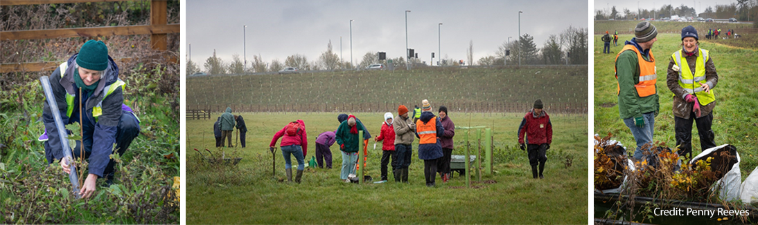 Photo of the planting day