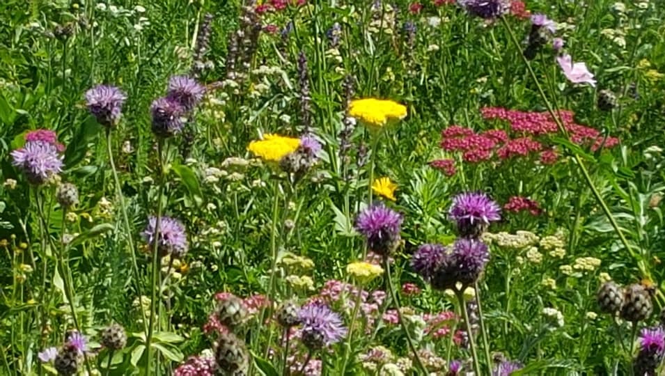 Photo of wildflowers