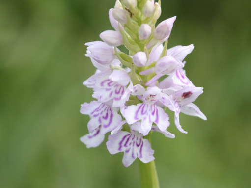 Photo of common spotted orchid
