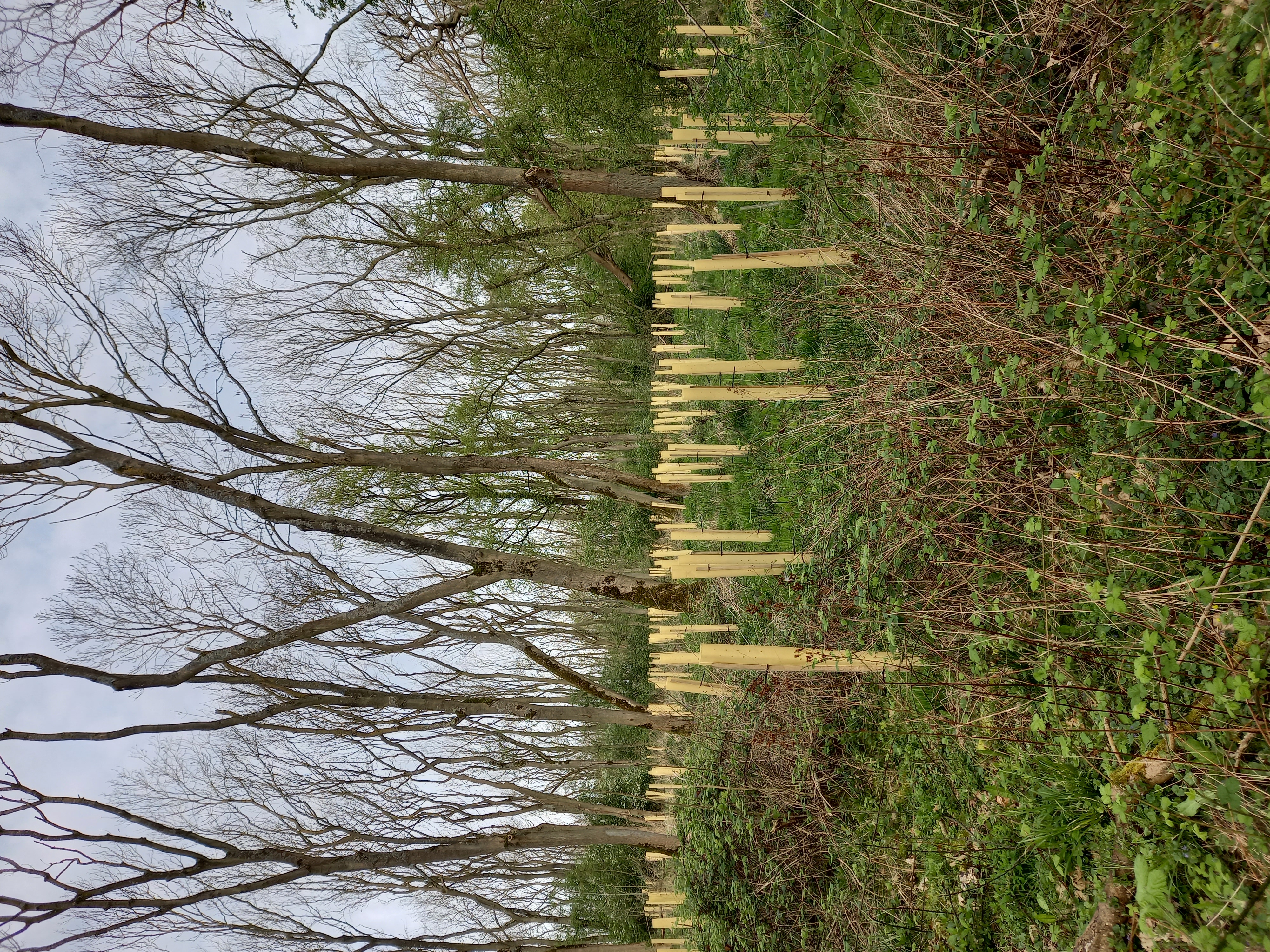 Wistow tree planting