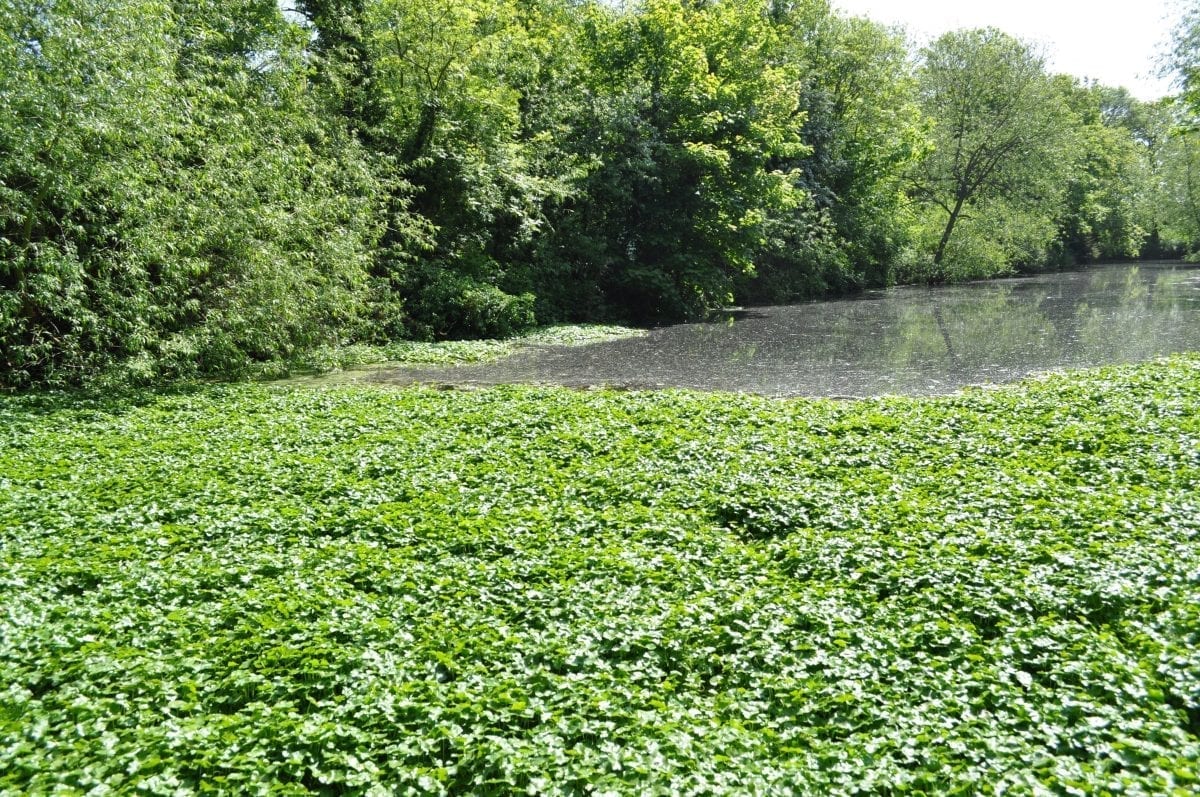 Floating pennywort on a chalk stream in Cambridge