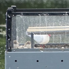 Common terns on a platform