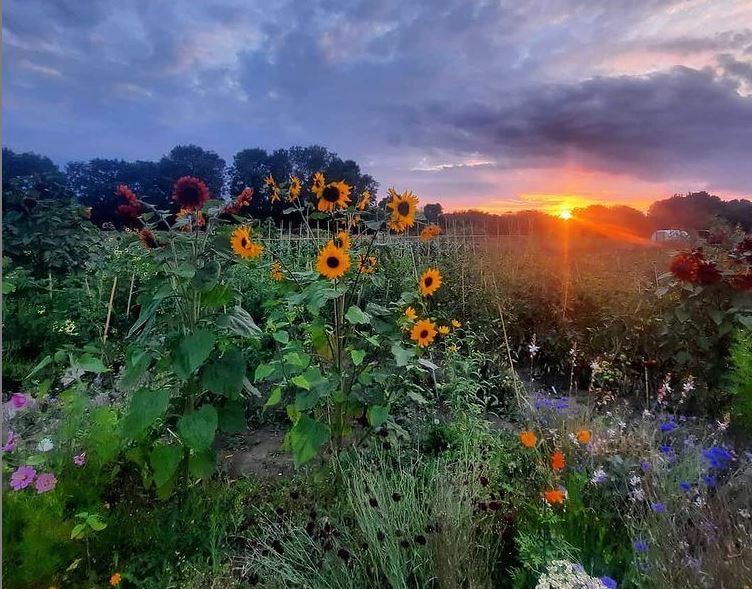 Photo of wildflowers