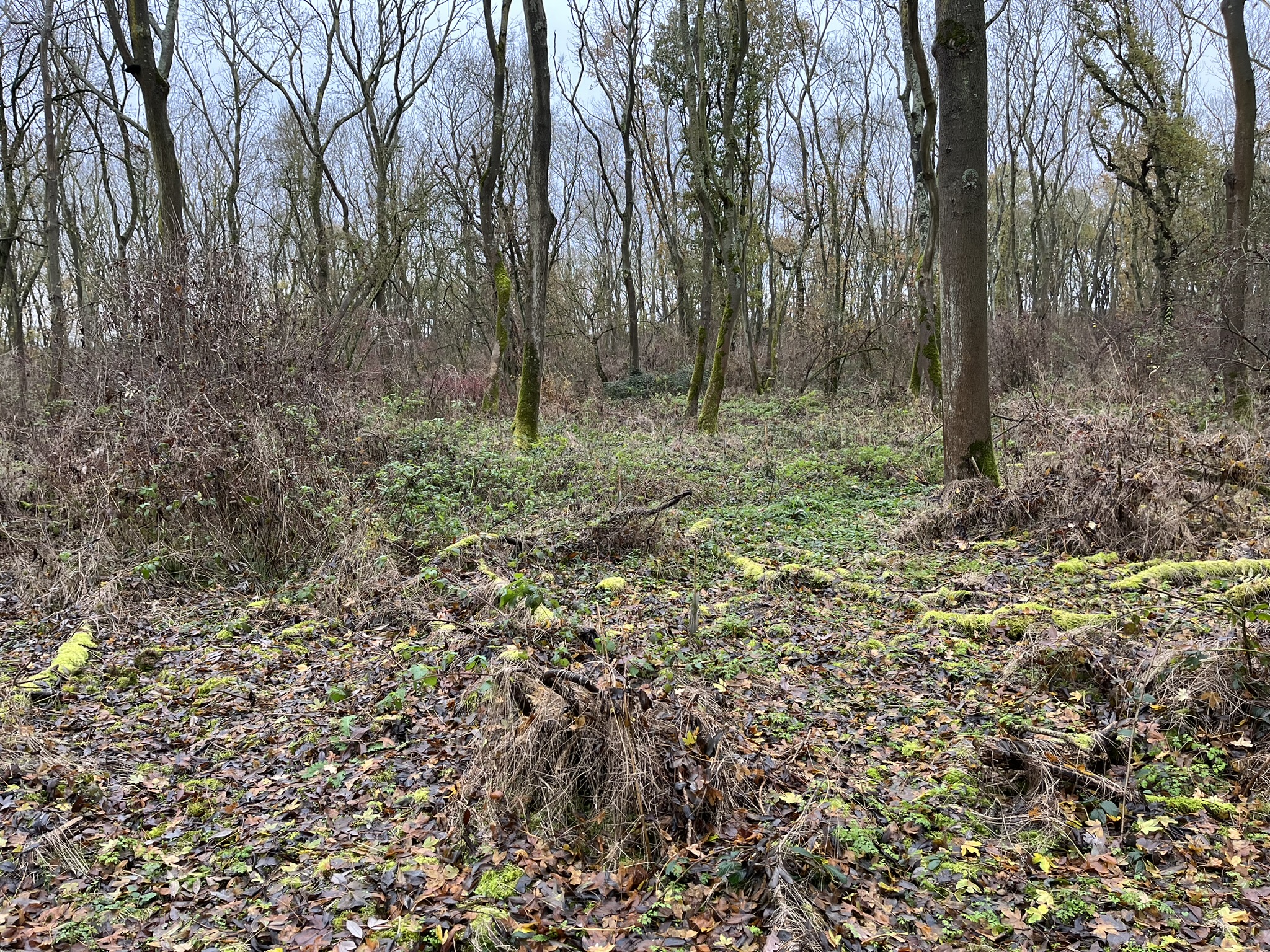 Tree planting area