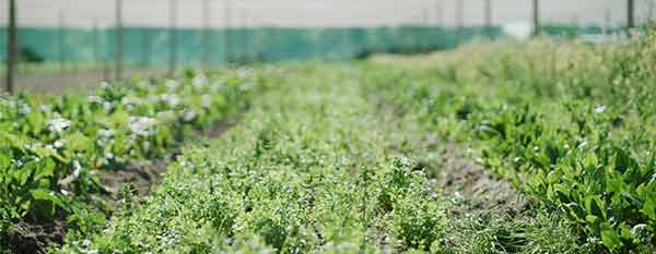 Photo of a crop on a farm