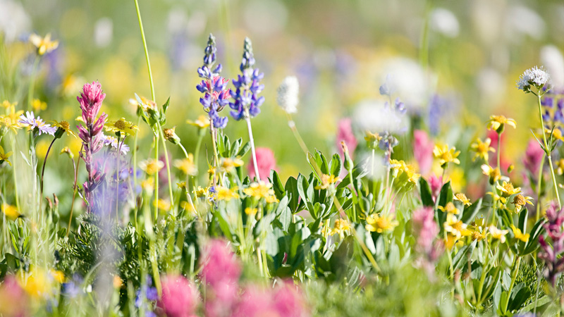 Wildflower field